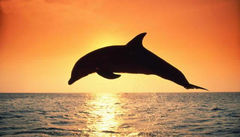 Immagine profilo di delf.arch
